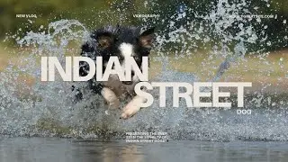 Ever Seen the Loyalty of Indian Street Dogs? || by Wildlife Uncovered