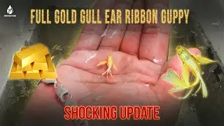 Golden Gull Ear Ribbon Guppy shocking update 😔💔 | தமிழ்| #kanyakumari #tamilnadu
