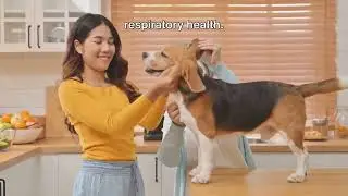 Pet Safe Allergy Relief Service by Dr. Air Care Solutions | [866]-935-0365