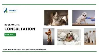 Consult A Vet Online: Online Consultation With A Vet | India | @PupkittPetCare