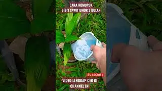 Cara memupuk bibit sawit