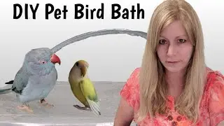 DIY Pet Bird Bath | DIY Pet Bird Shower