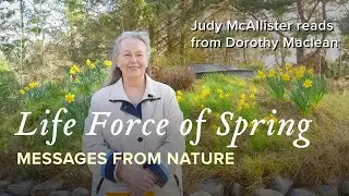 More from the Daffodil Deva, Judy McAllister - Messages from Nature