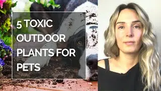 5 MOST DANGEROUS OUTDOOR PLANTS FOR PETS I 5 Toxic outdoor plants to your pets
