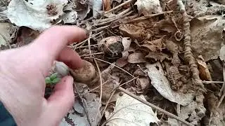 T&ouml;bb SZITASZ&Aacute;J&Uacute; CSILLAGGOMBA (Myriostoma coliforme)