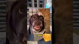 ВИРУСНЫЕ ВИДЕО / Стрижка 😱