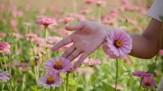 woman flowers plants by Piyapong89 copyright free flower garden video footage royalty free video