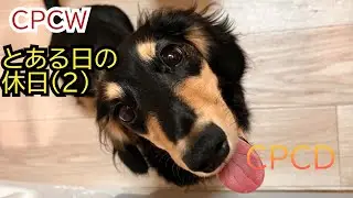 【CPCW】ミニチュアダックス ミロ とある日の休日(2)関西生まれの為エセ関西弁を使います。