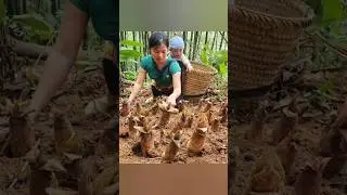 harvest starchy root vegetable and goes to market sale #tropicalfruit#root#vegetable#bushcraft