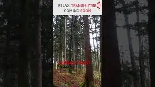 Alpenwald #soundforsleeping  Alpine forest ambience with dripping rain