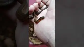 Gervais Worm Snake