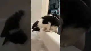 This dog is a jerk!