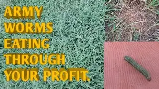 Managing army worms in your pasture.