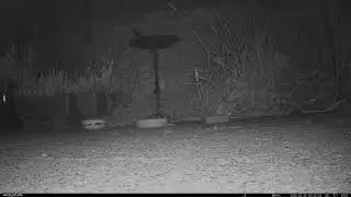 Happy Hedgepigs - 2025-08-24