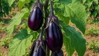 Good evening freinds kaise hain aap log welcome hai mere live me aap sabhi ka 