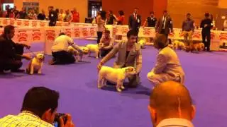 NEW CHAMPION JUNIOR SPAIN 2012 REMBOMBORY NO RETURN SHOW MADRID POINT OBLIGATORY DE LEMAVOSBULL .MOV