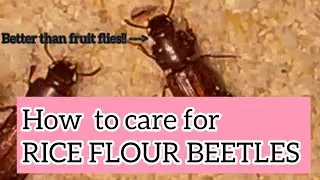 How to culture feeder rice flour beetles