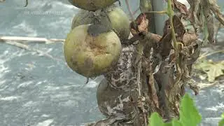 Northeast floods devastate struggling farmers