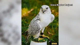 The Iowa Raptor Project has now re-opened after a fire killed four birds