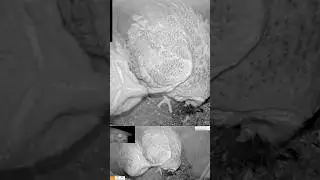 👀 Inside Feeding Order | Barn Owl Chick Refuses to Share