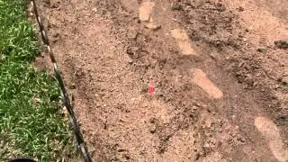 Progress Report Gardens - 2 weeks