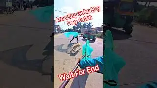 Amazing Goku Boy Dog Catch #dog #ytviral #goku #pets #animals