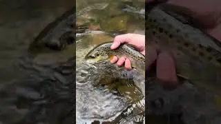 Wild brown trout on the fly southwest Virginia #damascusva #flyfishing