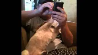 Dog Begs for Attention