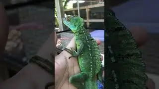 5 unique lizard species #most #lizard #facts #trending #animals #animallovers #aifacts #ai #top
