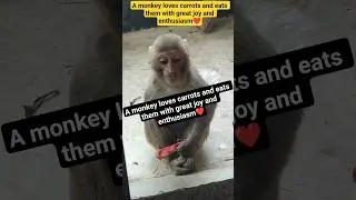 A monkey loves carrots and eats them with great joy and enthusiasm❤️.#wildlife #monkey#nature #cute