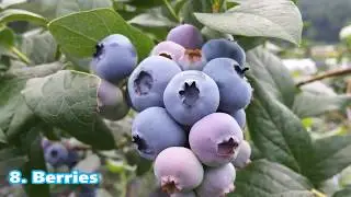 Top 10 Superfoods For Healthy Skin || HEALTH INFORMATION