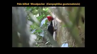 Pale-billed Woodpecker  (Campephilus guatemalensis)  Costa Rica  14-03-2022