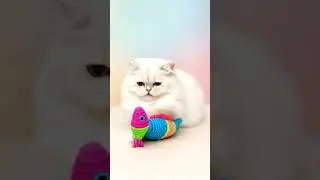 cat videos