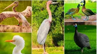 Wasit Wet Land Sharjah /UAE / Best Place to Visit /Amazing Nature's Beauty