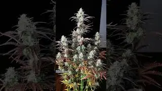 Mimosa Cake Auto 🌼 Fast Buds | Hybrid  by Pot Portrait