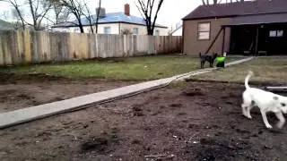 Charlie Sheen Plays With GoDogGo Fetch Machine