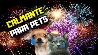 Calmante para cachorro com medo de fogos (e gatos também!) | Dr. Edgard Gomes
