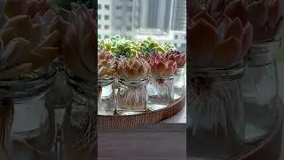 Easy Succulent Tips for Beginners! | 다육이 | 多肉植物