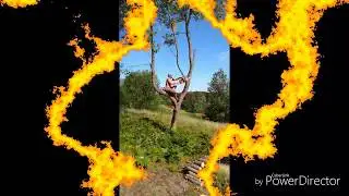 How to cut down a tree from the top down