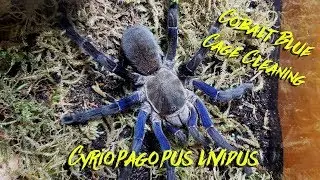 Tarantula cage cleaning / New setup for my Cyriopagopus lividus Vol. 2