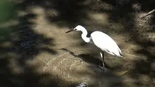 #birds wildlife ,Macro videos, Original sounds, birds sounds Naresh wildlife #animalsounds.