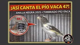 Timbrado 2025 - nº47- Cante timbrado  - pio vaca - cresta blanca - canario balconero