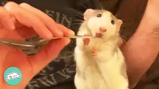 Rescue Rats Love Following Mom Around Wherever She Goes | Cuddle Rodents