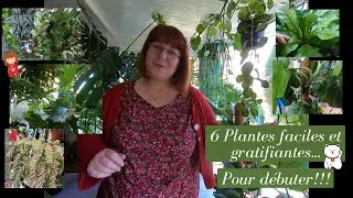 6 PLANTES faciles et gratifiantes pour d&eacute;buter🌿5 Plantes vertes et 1 succulente😉
