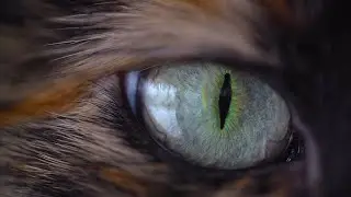 Top 10 Best of Nature Captures