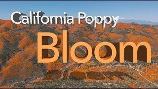 California Poppy SuperBloom | Lake Elsinore