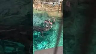 Crocosaurus Cove In Darwin, Australia
