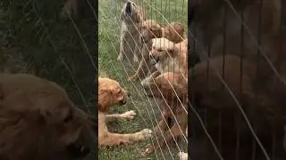 All bark, no bite🙄🤣 #sisters #fyp #dog #funny #fighting