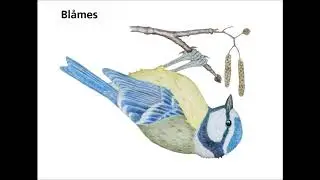 bl&aring;mes