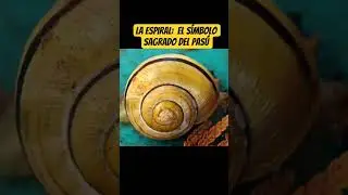 El proceso entelequial en la espiral